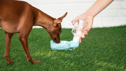 Pet Water Bottle Anti Spier