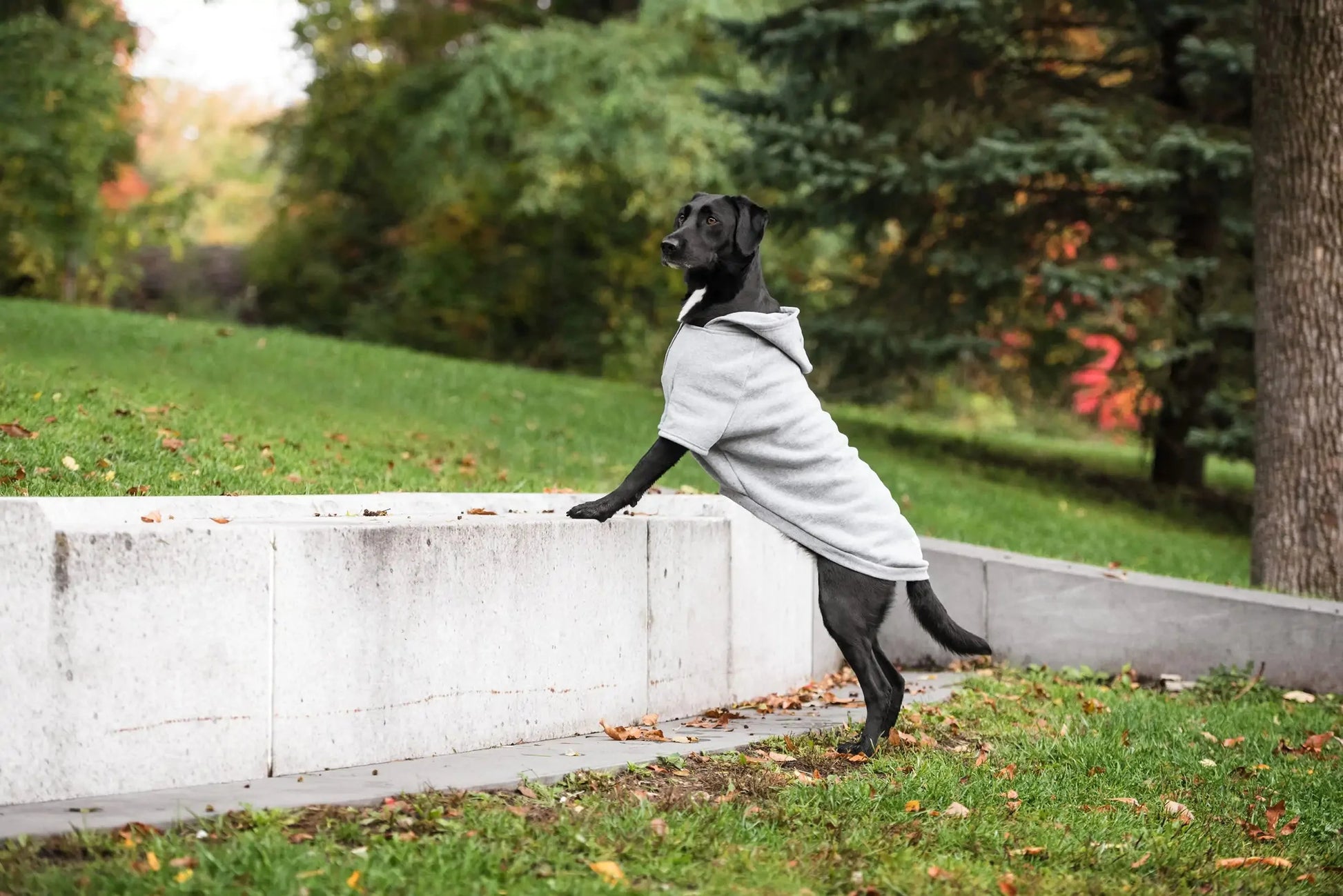 Brave Bark Hooded Dog Fleece Anti Spier