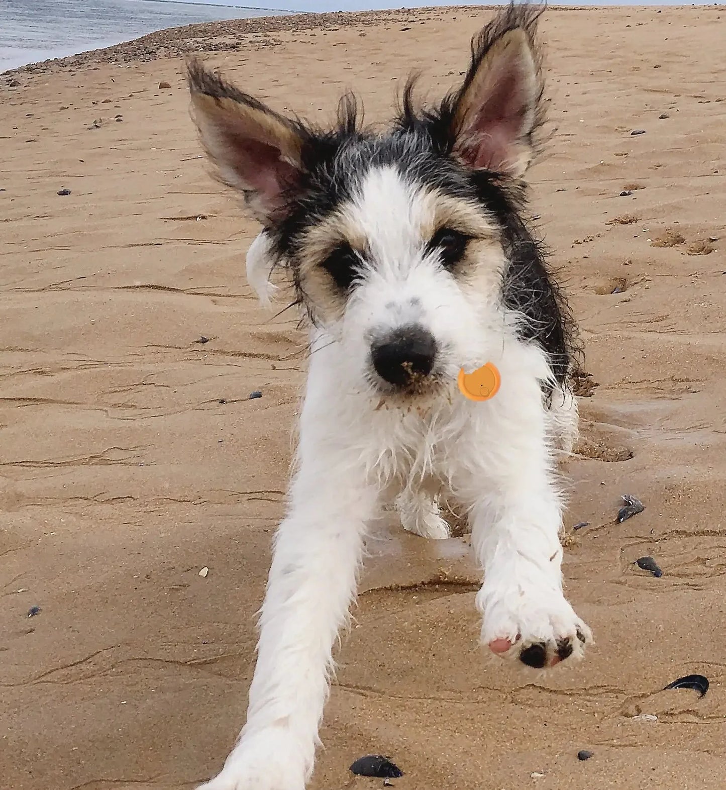 Anti Lost Device 2/Pack Anti Spier