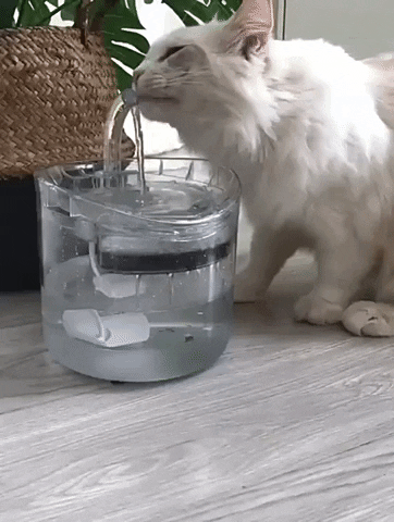 Drinking Bowl Auto Drinking Filter for Pets Anti Spier